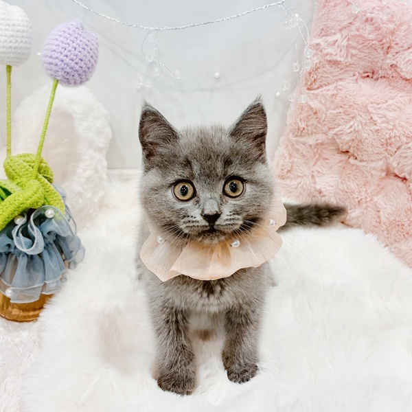 福井県のブリティッシュショートヘアー (犬の家＆猫の里福井店/2025年10月24日生まれ/女の子/ブルー)の子猫