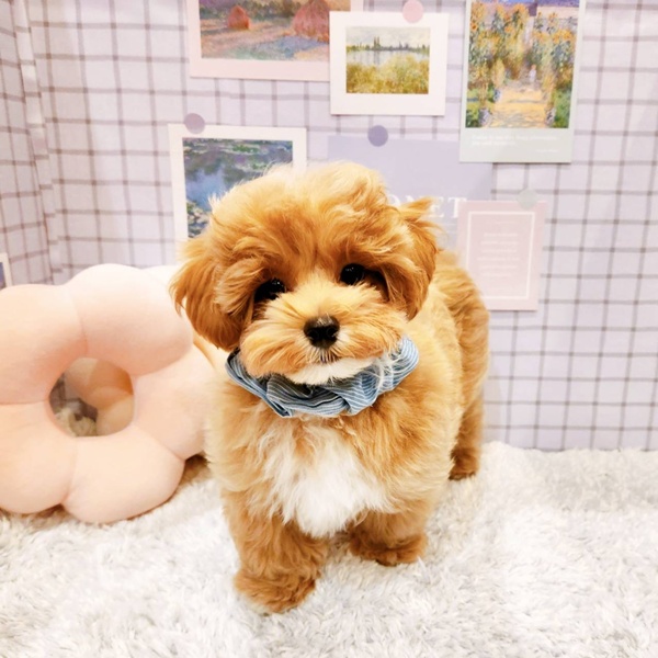 ハーフ犬男の子の写真