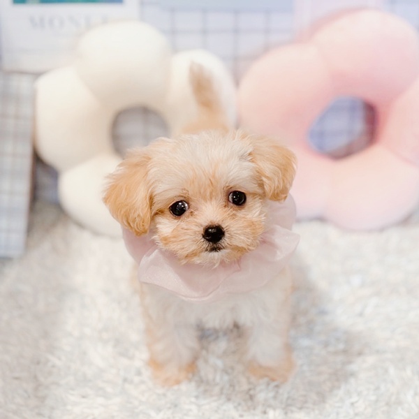 ハーフ犬女の子の写真