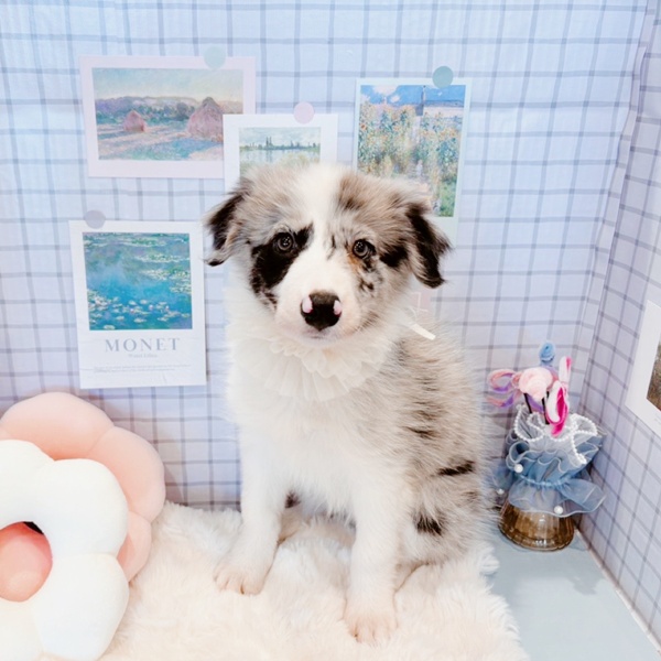 福井県のボーダーコリー (犬の家＆猫の里福井店/2026年1月16日生まれ/女の子/ブルーマール)の子犬の1枚目の画像