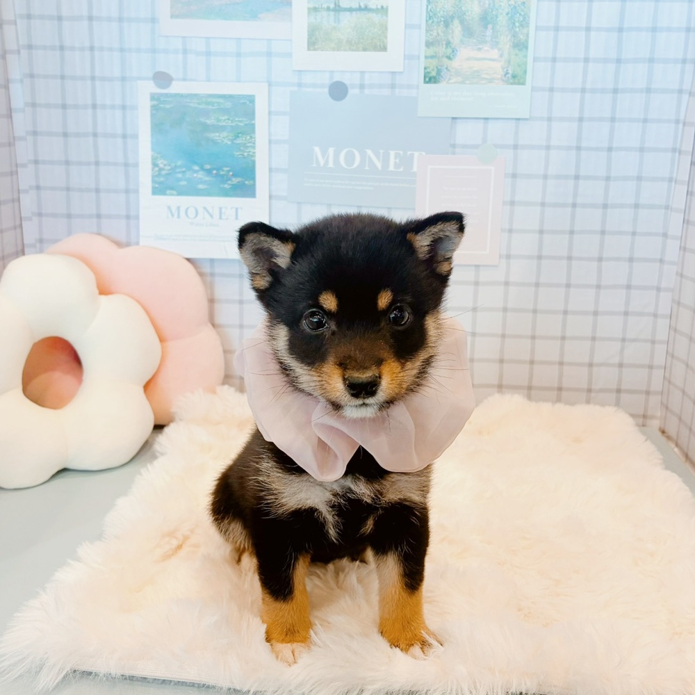 福井県の豆柴 (犬の家＆猫の里福井店/2026年3月4日生まれ/女の子/黒)の子犬の1枚目の画像