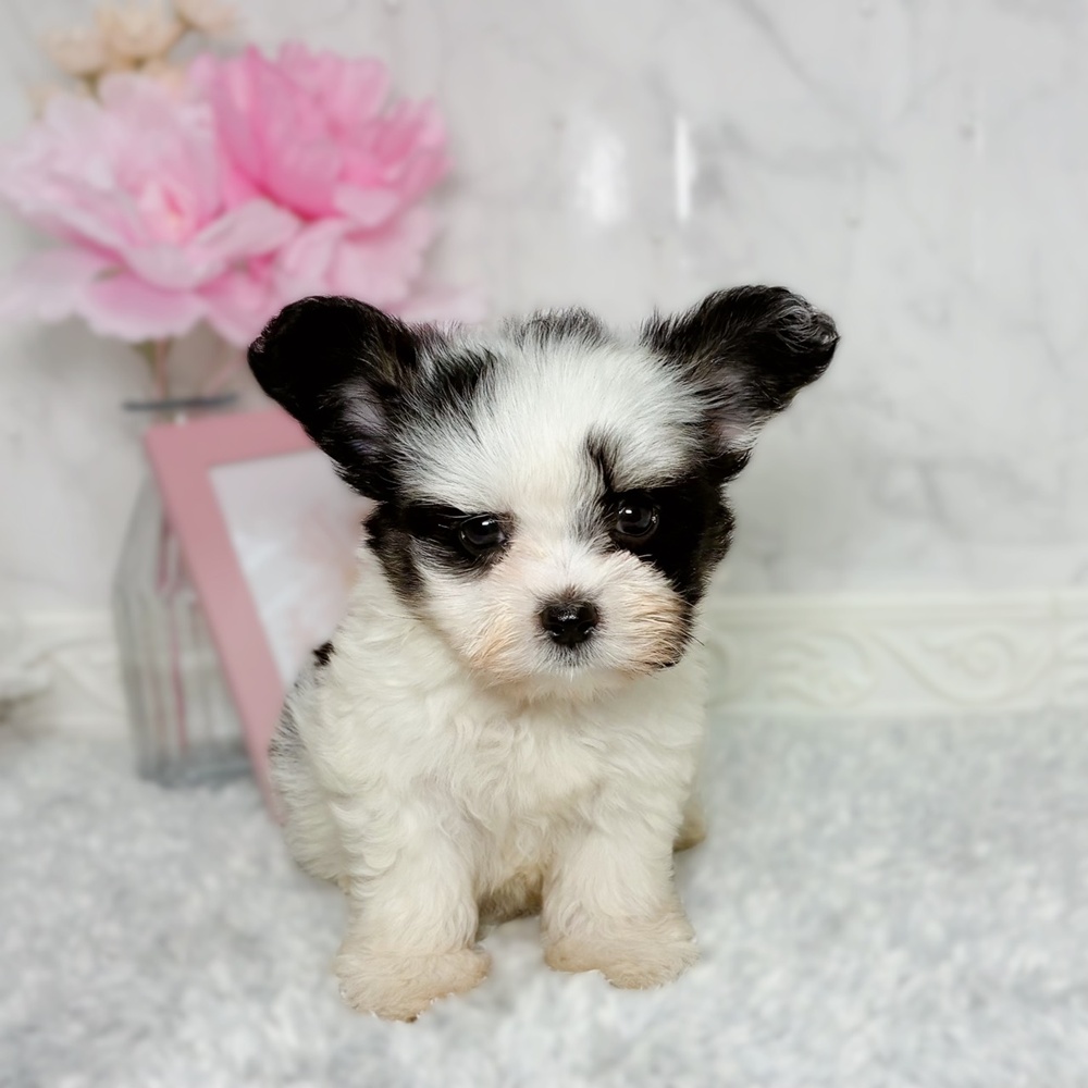 福井県のハーフ犬・ミックス犬 (犬の家＆猫の里福井店/2026年7月6日生まれ/女の子/トライカラー)の子犬の1枚目の画像