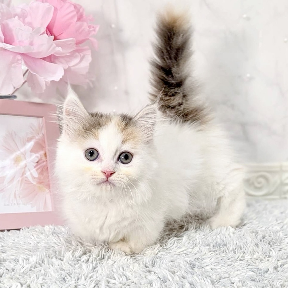 生体画像５