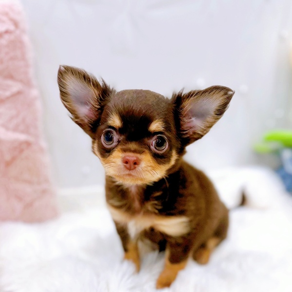 チワワ（ロング）男の子の写真