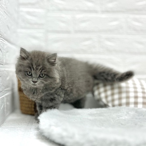 2025年8月8日生まれのブリティッシュロングヘアーの5枚目の写真