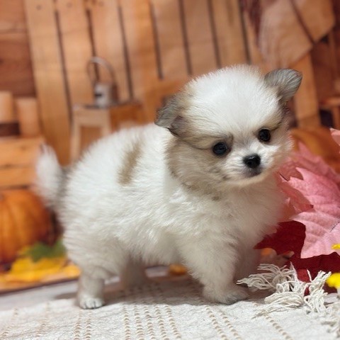 福岡県のポメチワ/チワポメ/ポメチー(ポメラニアン×チワワ) (犬の家＆猫の里トリアス久山店/2025年8月12日生まれ/男の子/パーティーカラー)の子犬の1枚目の画像
