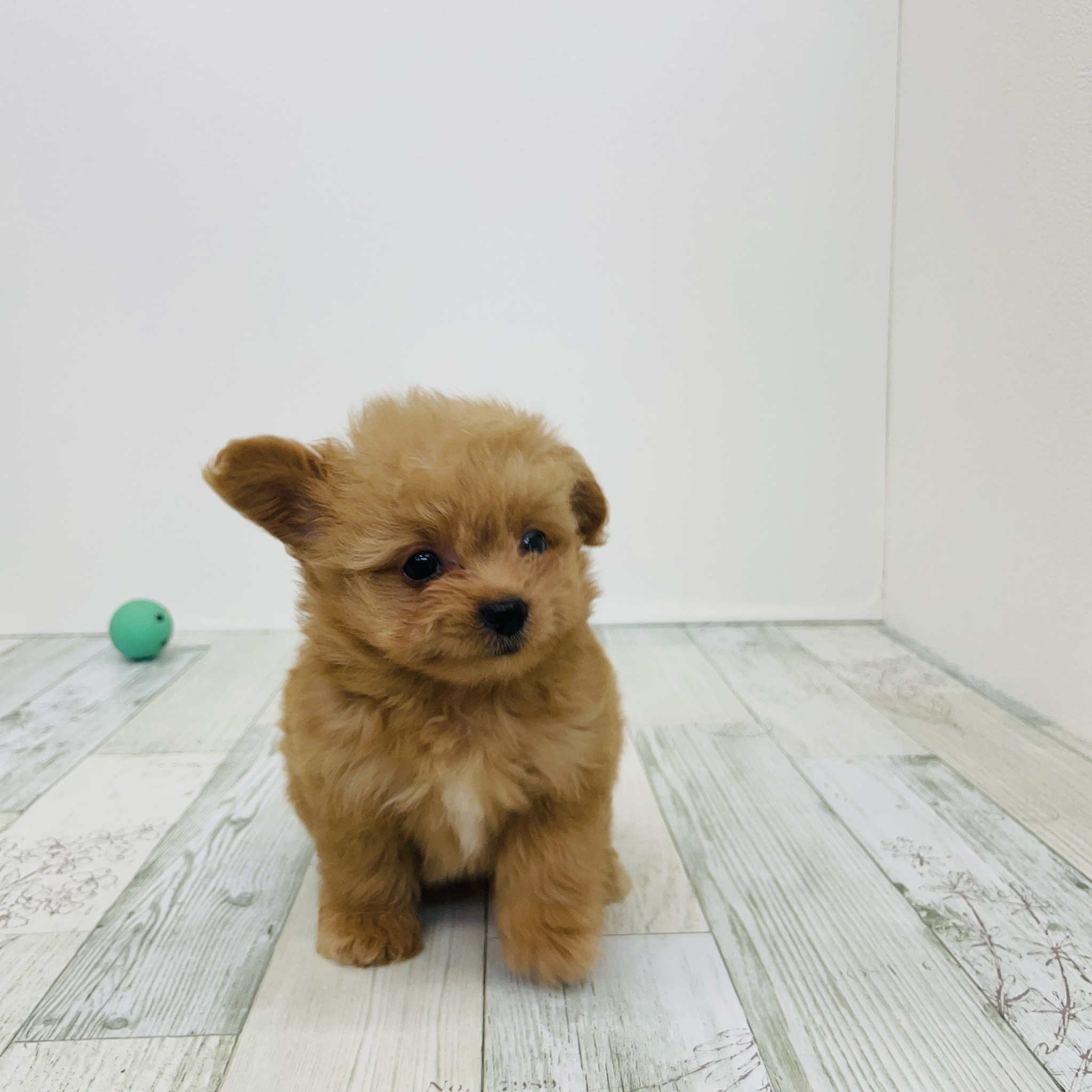 2025年7月14日生まれのチワプー/プーチー(チワワ×プードル)の5枚目の写真