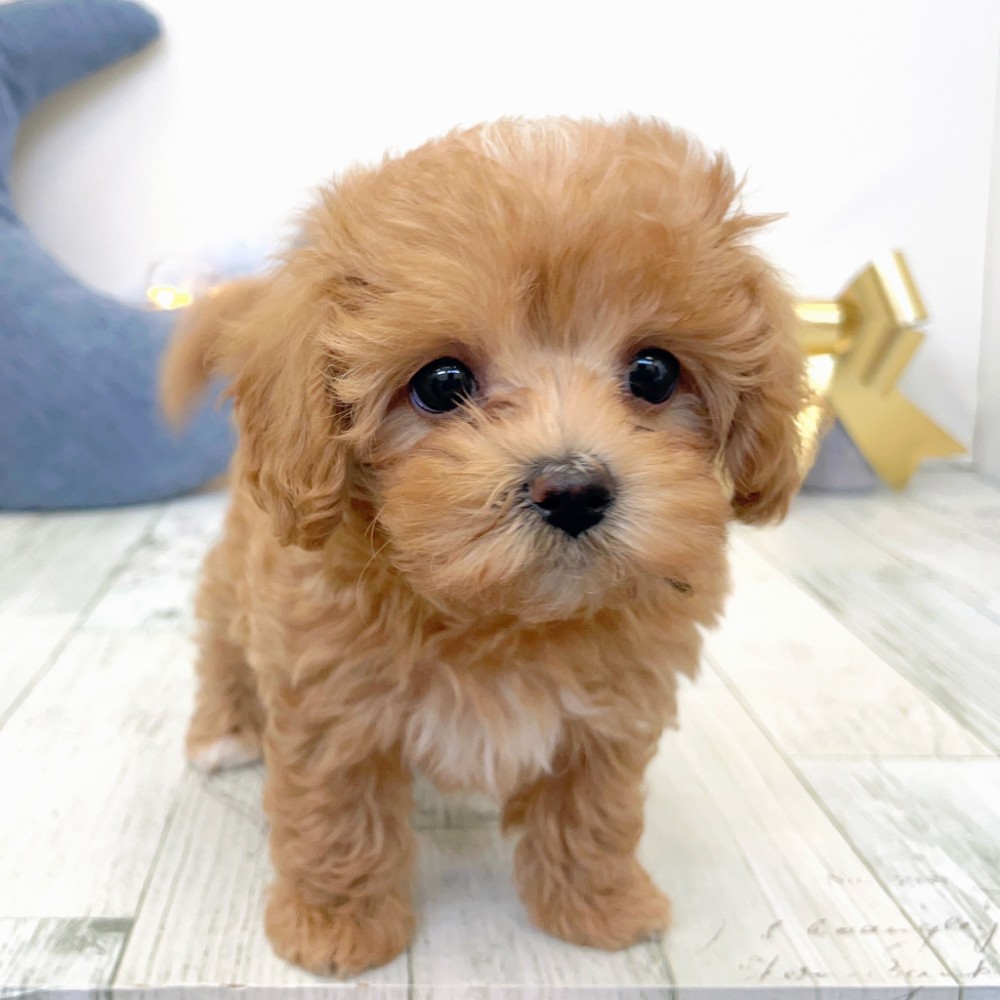 ハーフ犬女の子の写真