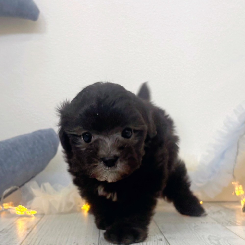 福岡県のマルプー(マルチーズ×プードル) (犬の家＆猫の里シュロアモール筑紫野店/2025年10月20日生まれ/女の子/シルバー)の子犬