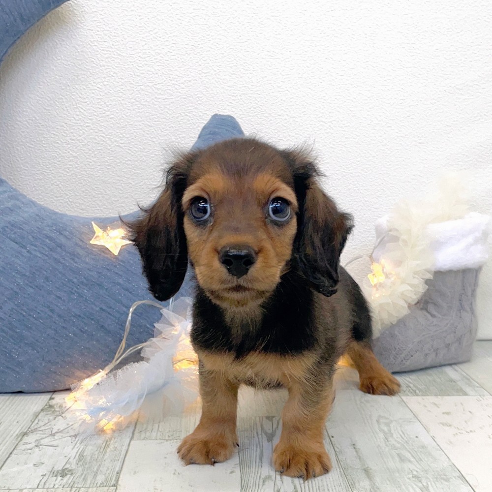 福岡県のミニチュアダックスフンド(ロング) (犬の家＆猫の里シュロアモール筑紫野店/2025年10月30日生まれ/男の子/シェーデットレッド)の子犬の1枚目の画像