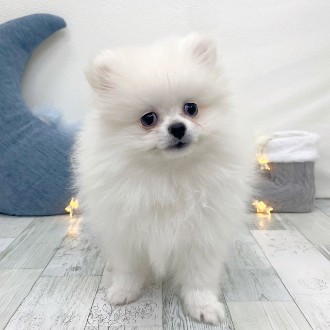 福岡県のポメラニアン (犬の家＆猫の里シュロアモール筑紫野店/2025年11月17日生まれ/男の子/ホワイト)の子犬の1枚目の画像