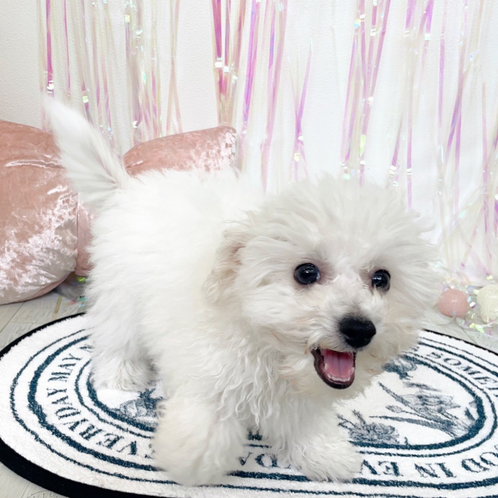 ビションフリーゼ男の子の写真