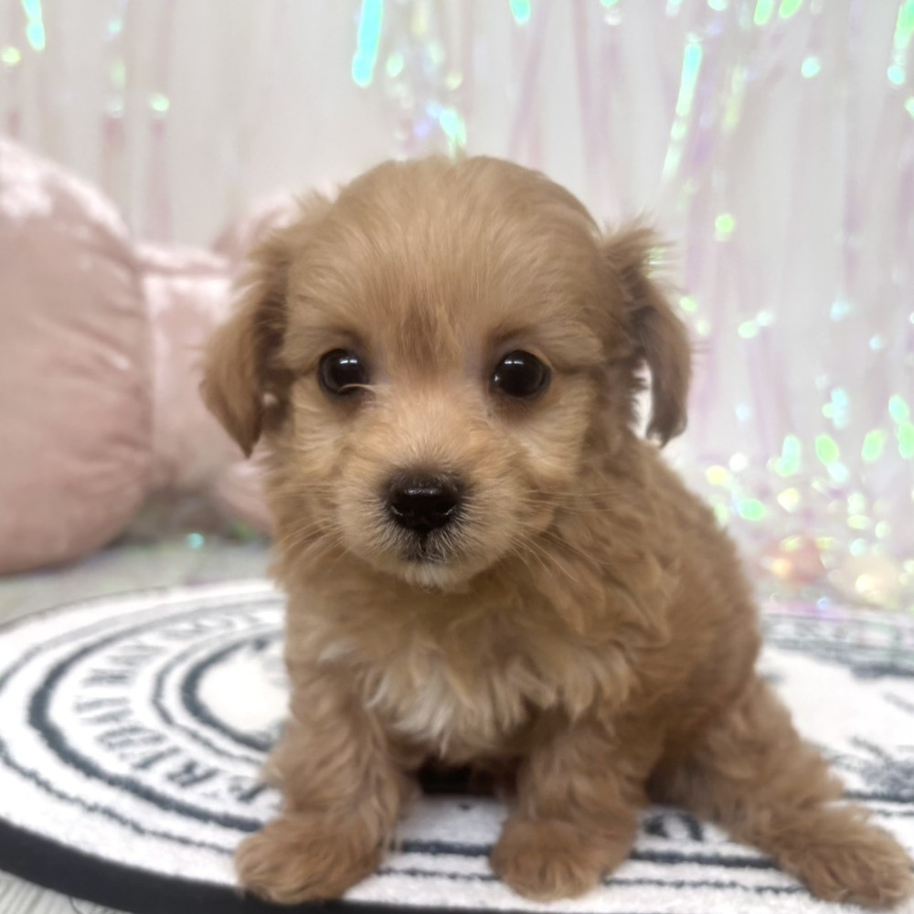 福岡県のチワプー/プーチー(チワワ×プードル) (犬の家＆猫の里シュロアモール筑紫野店/2026年1月26日生まれ/男の子/アプリコット)の子犬の1枚目の画像