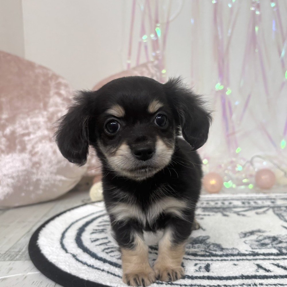 福岡県のチワックス(チワワ×ダックス) (犬の家＆猫の里シュロアモール筑紫野店/2026年2月2日生まれ/男の子/ブラックイエロー)の子犬の1枚目の画像