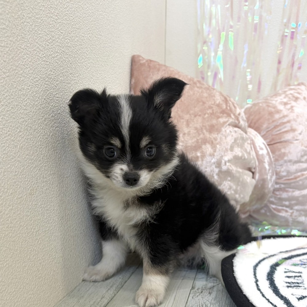 福岡県のチワワ(ロング) (犬の家＆猫の里シュロアモール筑紫野店/2026年3月16日生まれ/男の子/ブラックホワイト)の子犬の1枚目の画像