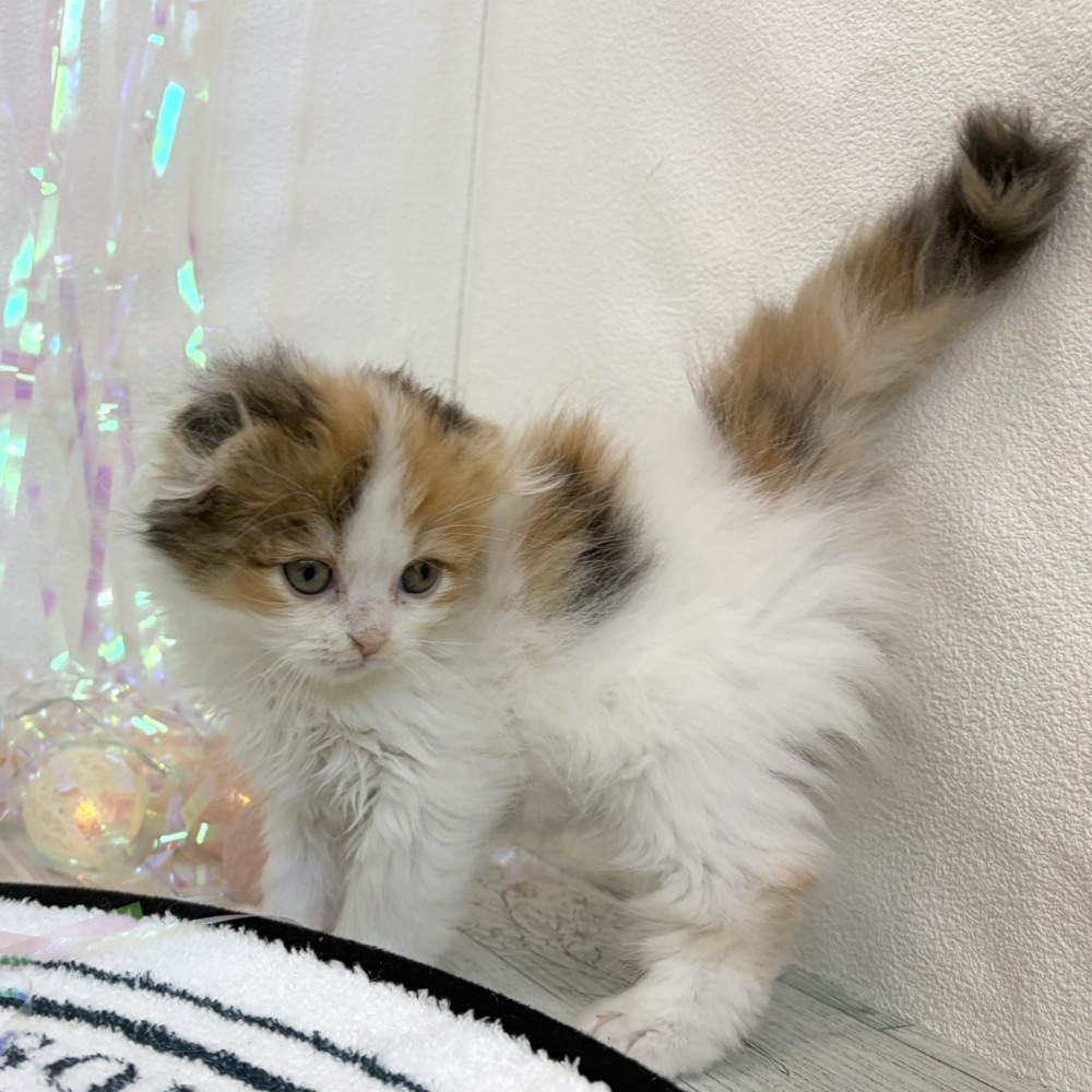 生体画像５
