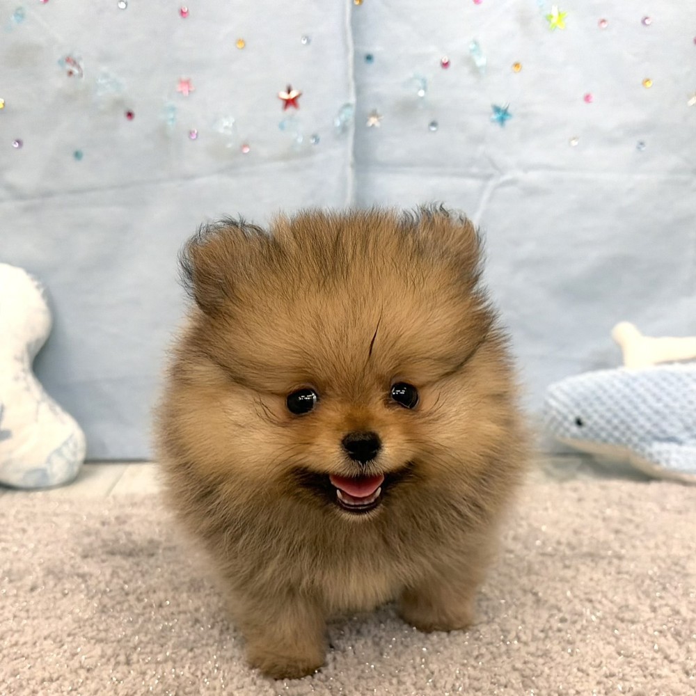 福岡県のポメラニアン (犬の家＆猫の里シュロアモール筑紫野店/2026年5月15日生まれ/女の子/オレンジ)の子犬の1枚目の画像
