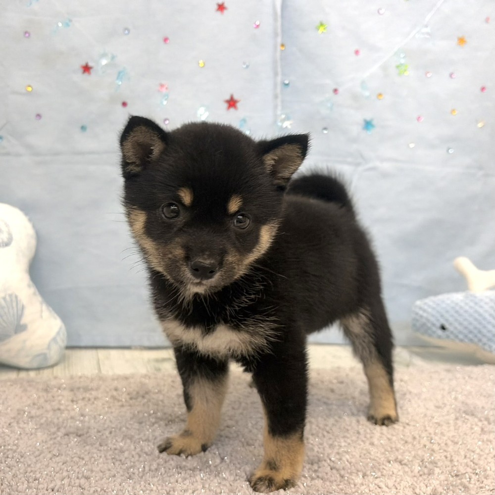 福岡県の豆柴 (犬の家＆猫の里シュロアモール筑紫野店/2026年5月15日生まれ/女の子/黒)の子犬の1枚目の画像