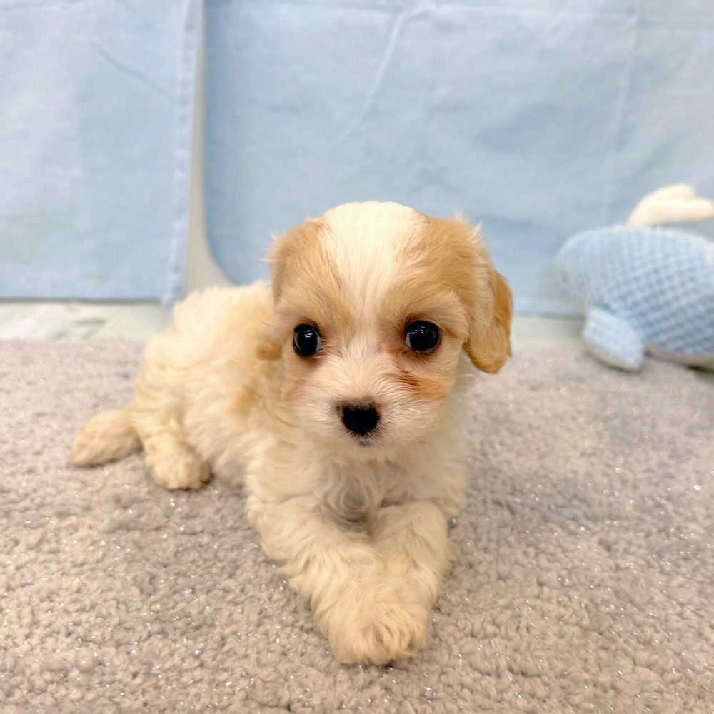 福岡県のハーフ犬・ミックス犬 (犬の家＆猫の里シュロアモール筑紫野店/2026年5月19日生まれ/女の子/レッドホワイト)の子犬の1枚目の画像