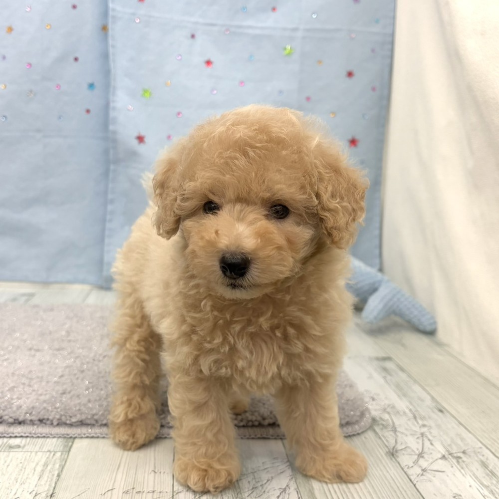 生体画像５