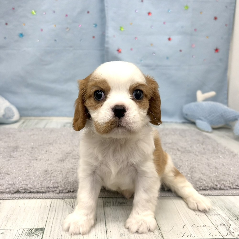 福岡県のキャバリアキングチャールズスパニエル (犬の家＆猫の里シュロアモール筑紫野店/2026年6月8日生まれ/男の子/ブレンハイム)の子犬の1枚目の画像