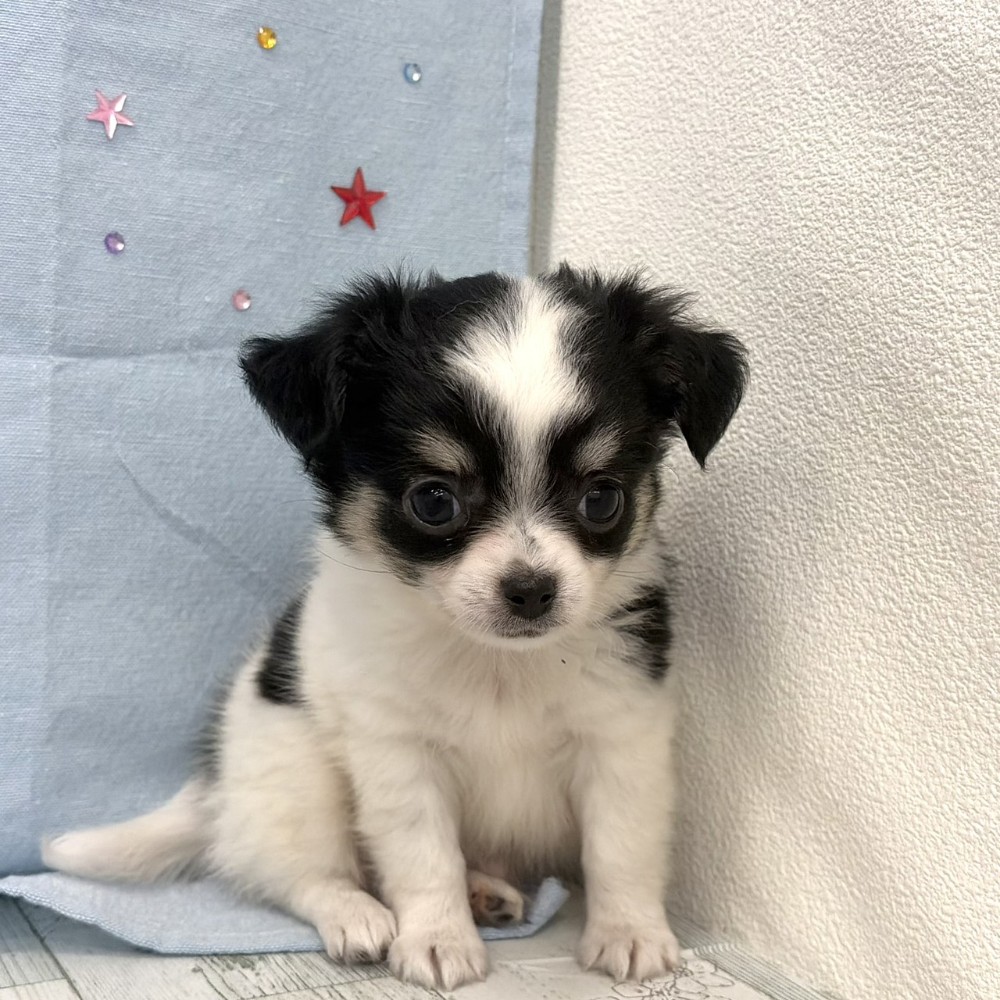 福岡県のチワワ(ロング) (犬の家＆猫の里シュロアモール筑紫野店/2026年6月15日生まれ/男の子/ホワイトブラック)の子犬の1枚目の画像