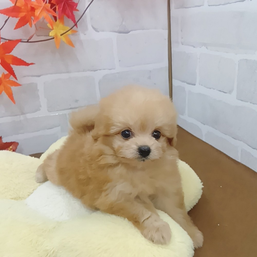 静岡県のポメプー(ポメラニアン×プードル) (犬の家＆猫の里プレ葉ウォーク浜北店/2025年7月21日生まれ/女の子/アプリコット)の子犬の1枚目の画像