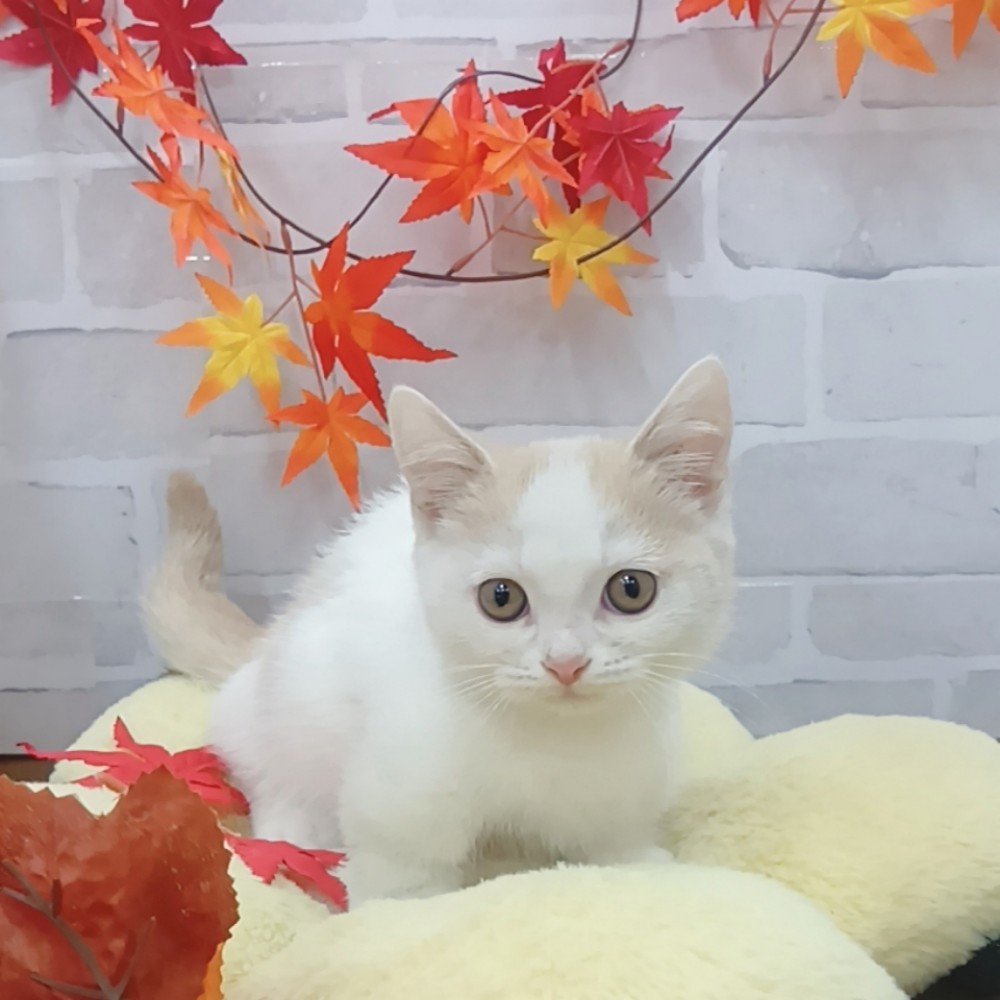 マンチカンの写真