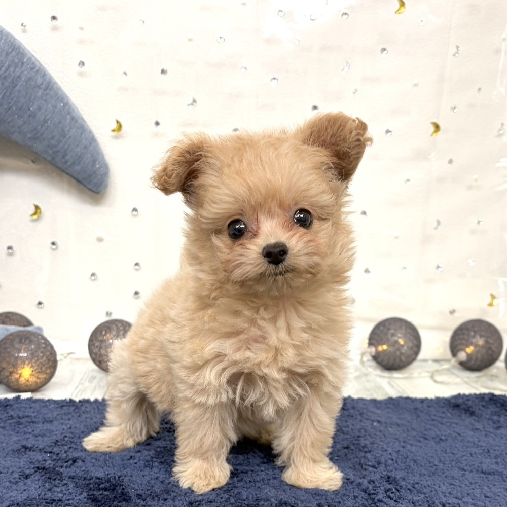 福岡県のポメプー(ポメラニアン×プードル) (犬の家＆猫の里シュロアモール筑紫野店/2026年7月20日生まれ/女の子/クリーム)の子犬の1枚目の画像