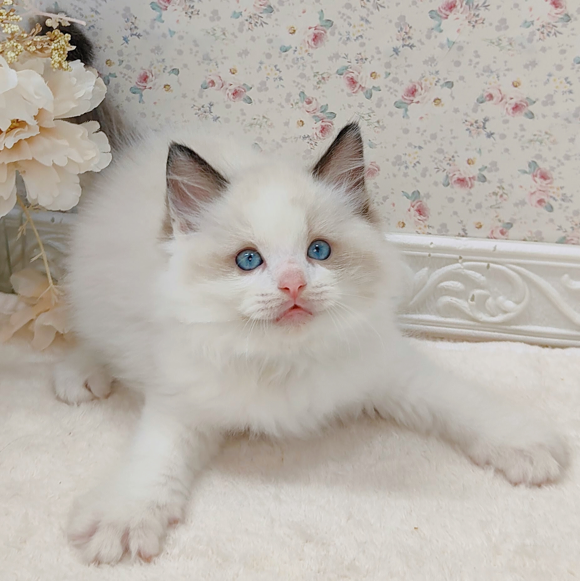 2025年8月17日生まれのラグドールの5枚目の写真