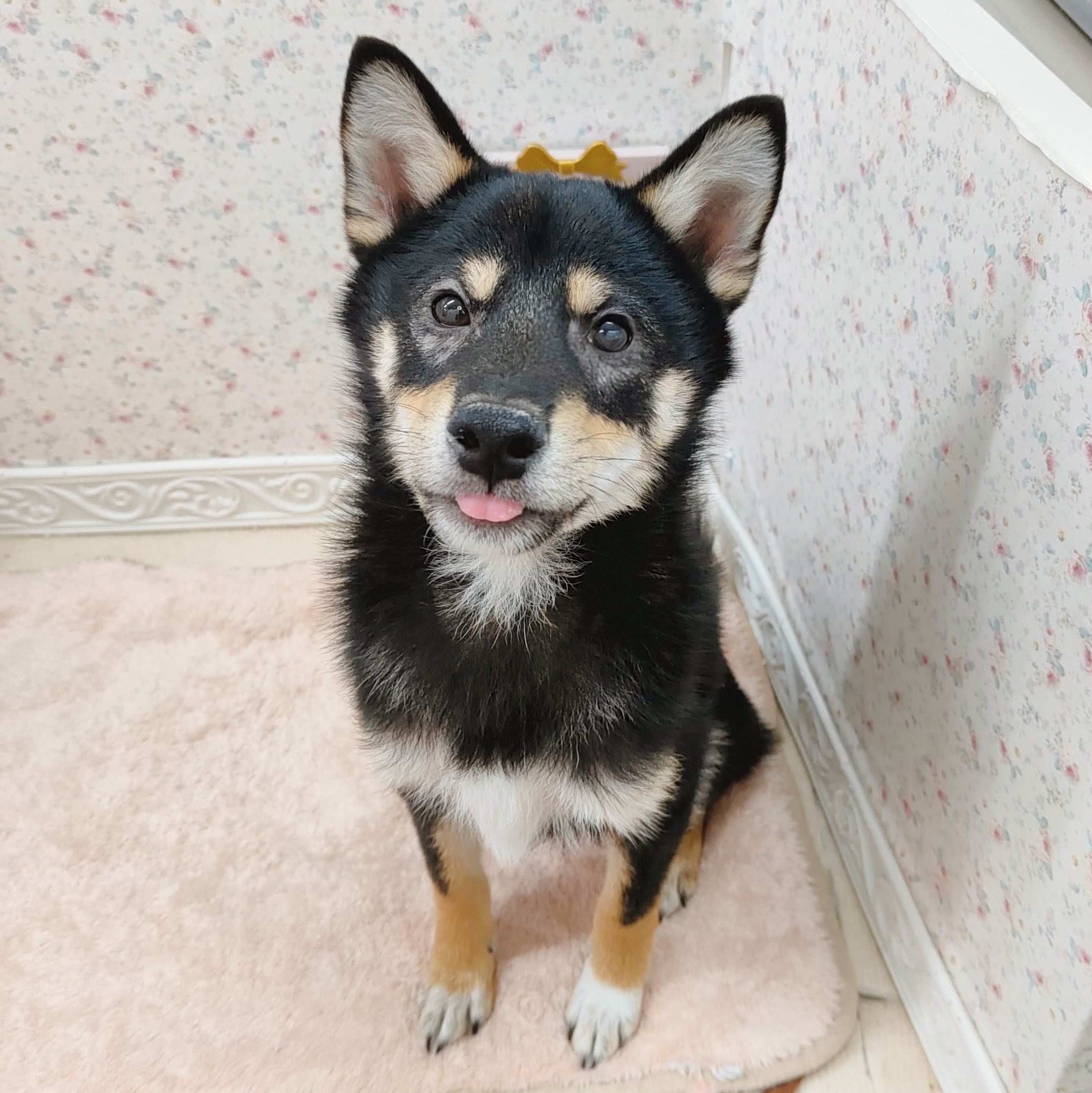 石川県の柴犬(標準サイズ) (犬の家＆猫の里アミーゴ金沢有松店/2025年5月11日生まれ/男の子/黒)の子犬の1枚目の画像