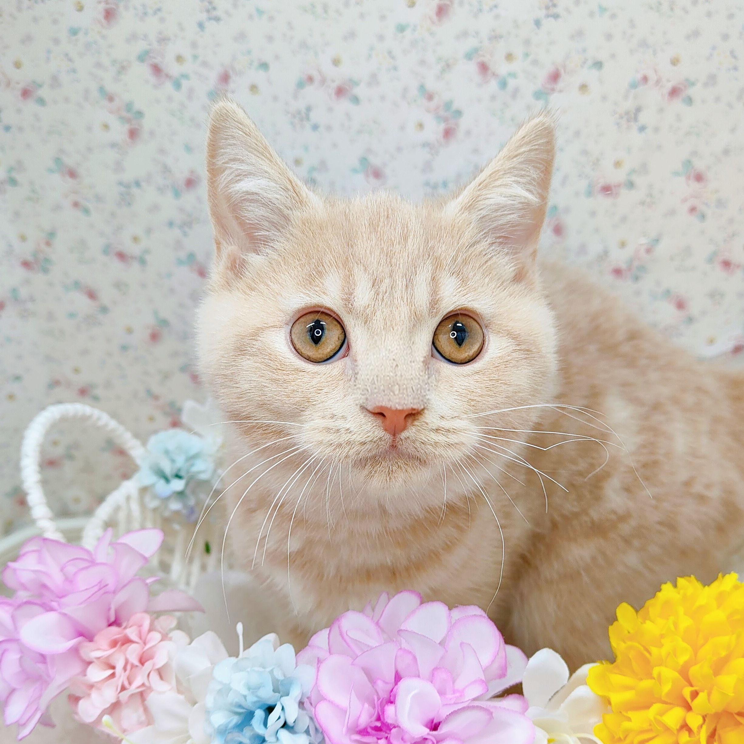 マンチカン男の子の写真