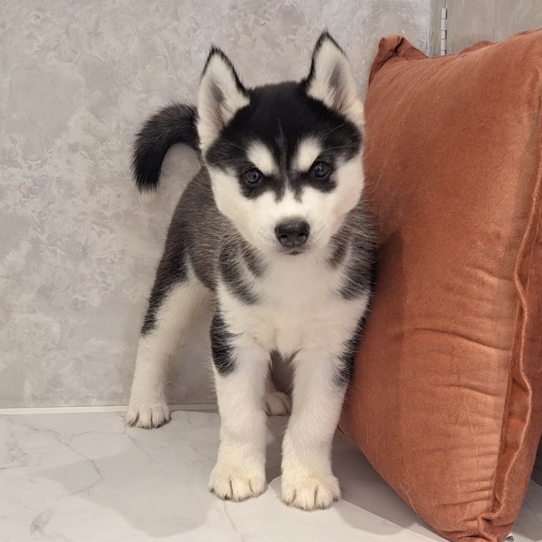 福岡県のシベリアンハスキー (犬の家＆猫の里くりえいと宗像店/2026年1月25日生まれ/男の子/ブラックホワイト)の子犬の1枚目の画像