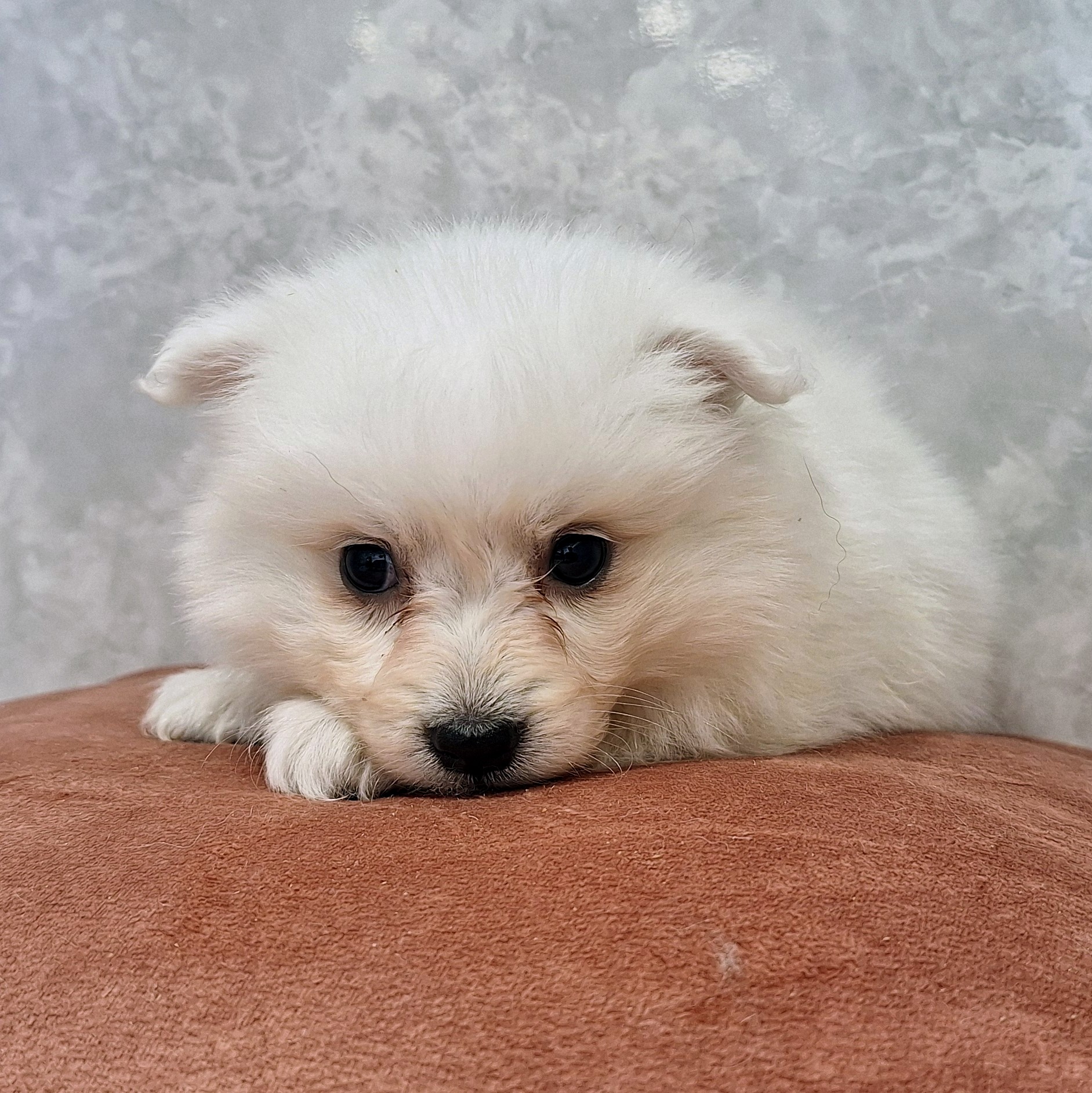 福岡県の日本スピッツ (犬の家＆猫の里くりえいと宗像店/2026年1月26日生まれ/女の子/ホワイト)の子犬の1枚目の画像