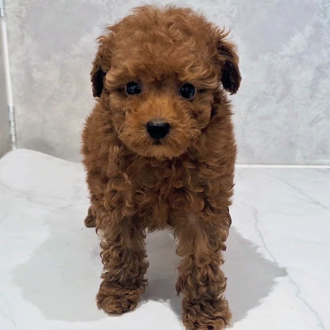 福岡県のトイプードル(タイニー) (犬の家＆猫の里くりえいと宗像店/2026年1月25日生まれ/男の子/レッドフォーン)の子犬の1枚目の画像