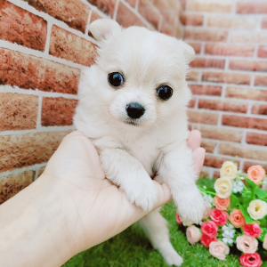 ペット画像5