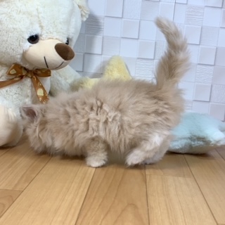 ペット画像5