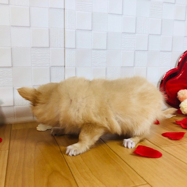 ペット画像5