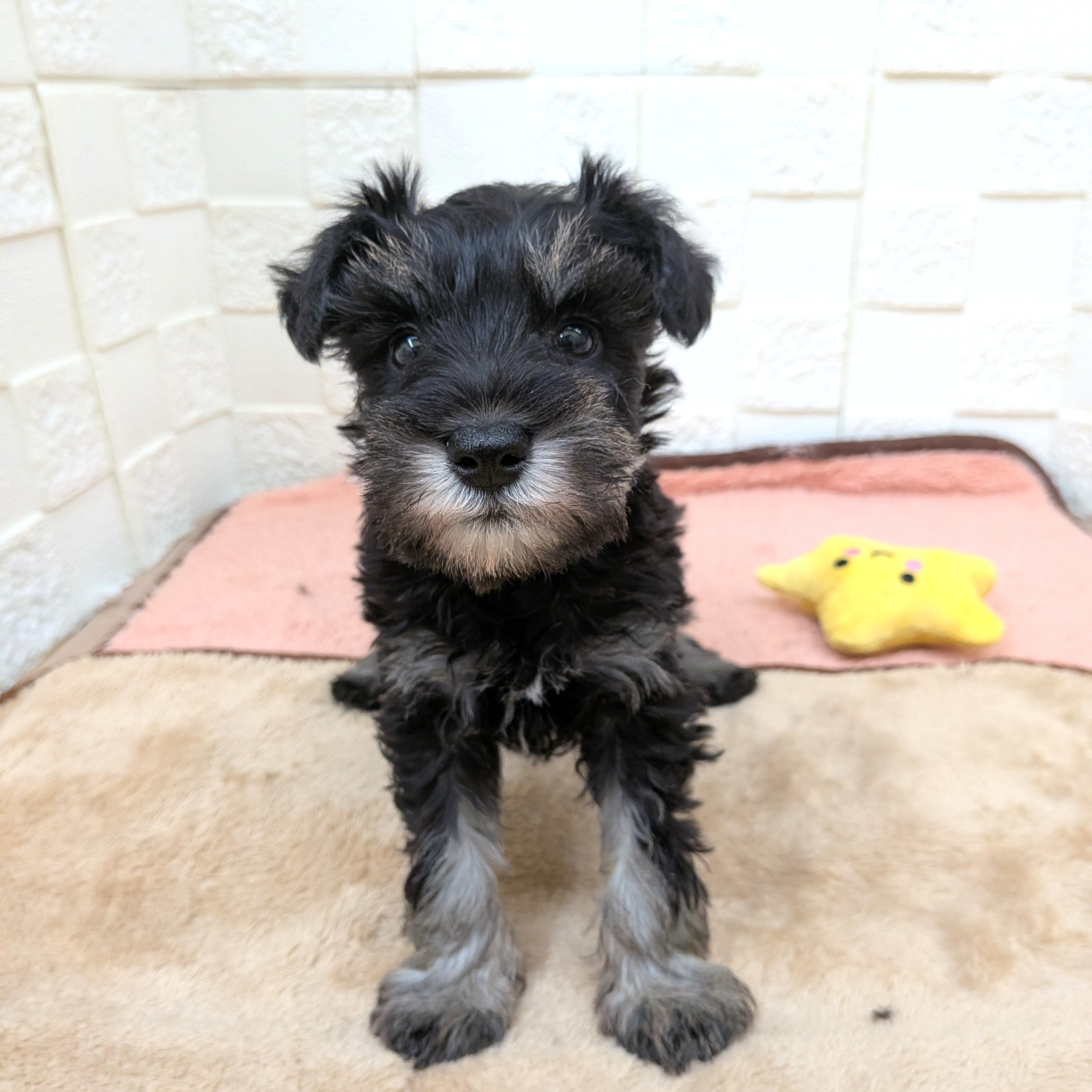 愛知県のミニチュアシュナウザー (犬の家＆猫の里碧南店/2025年11月2日生まれ/男の子/ブラックシルバー)の子犬の1枚目の画像