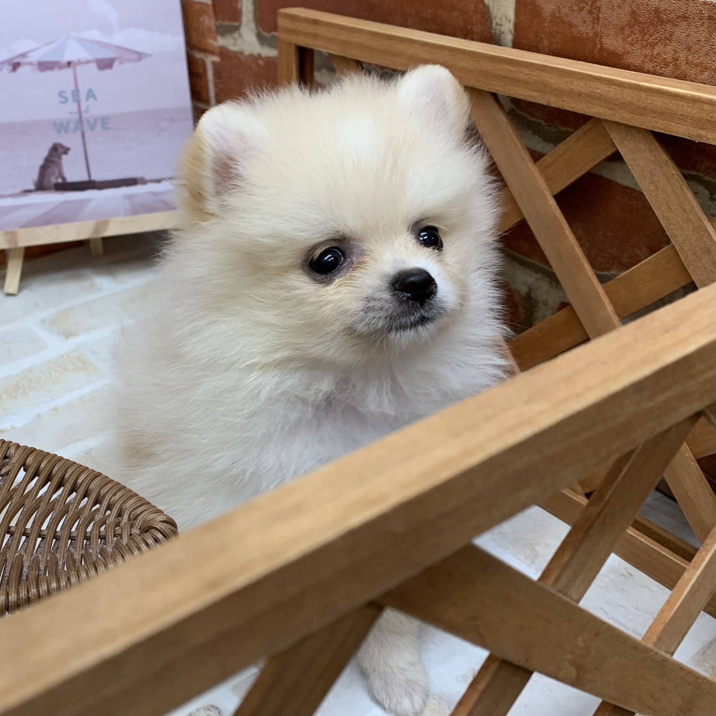 生体画像５
