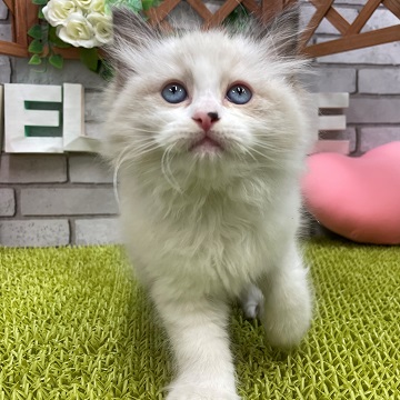 ペット画像5