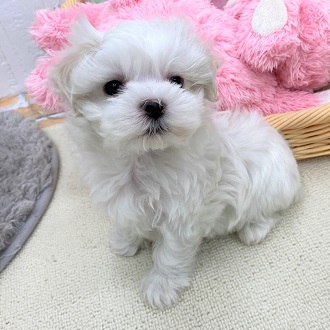 生体画像５