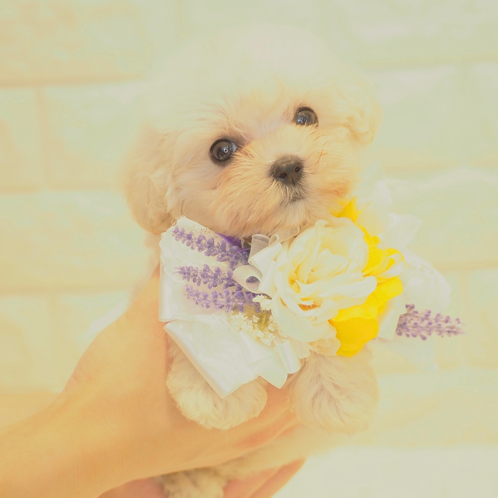ハーフ犬の画像5