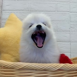 生体画像５