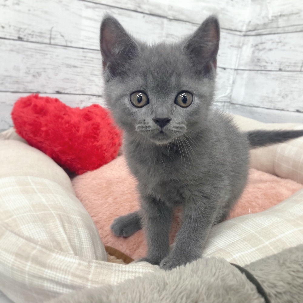 ブリティッシュ ショートヘアの子猫一覧 ペットショップ 犬の家 猫の里 子犬だけでなく子猫の情報もたくさん