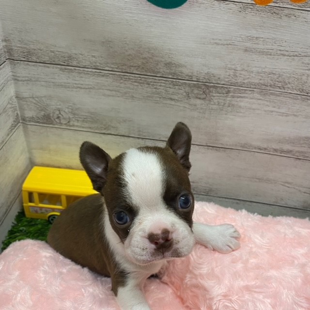ニューバランス☆ボアパーカー ボストンテリア 犬