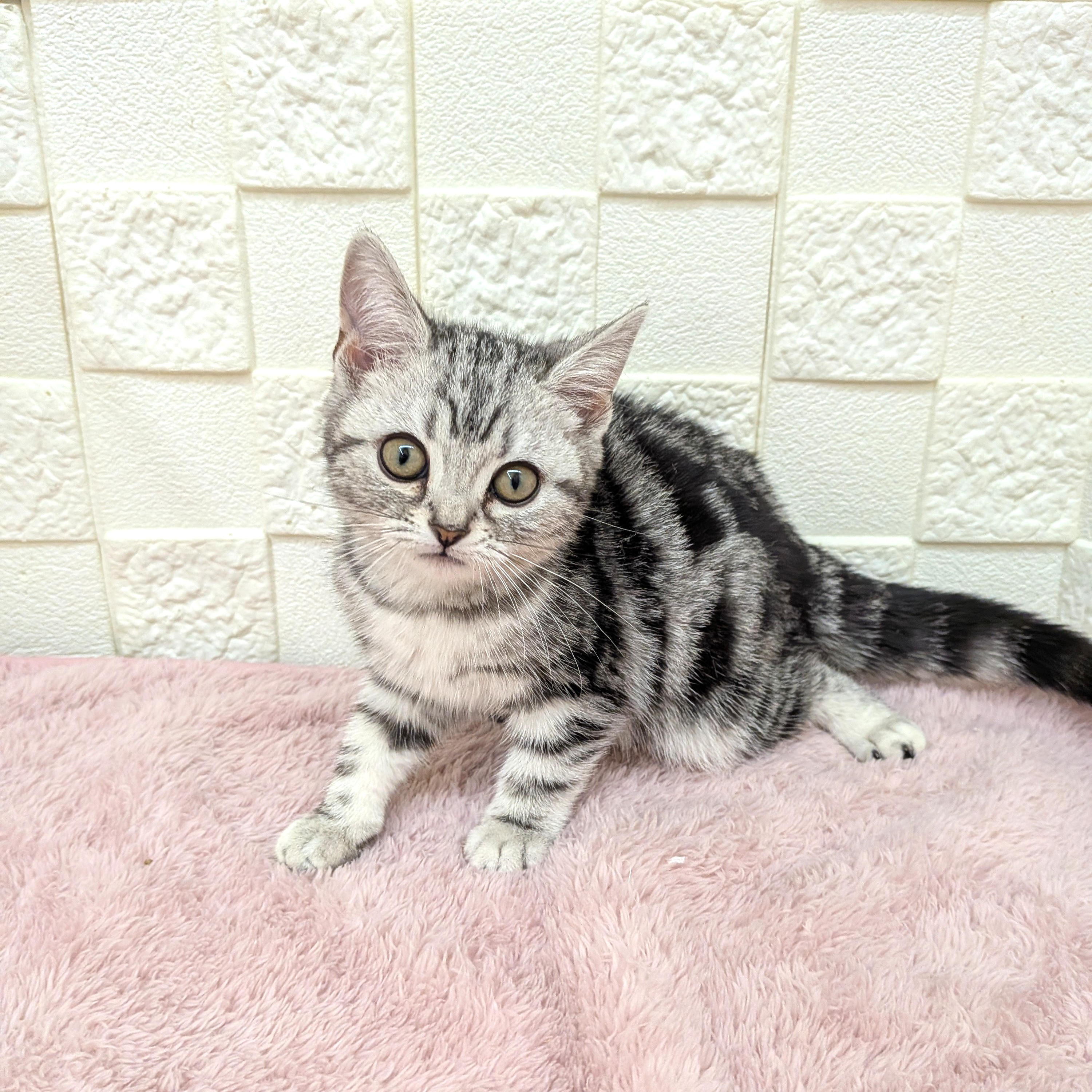 アメリカンショートヘア女の子の写真