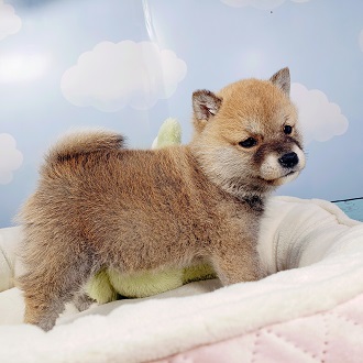 生体画像5