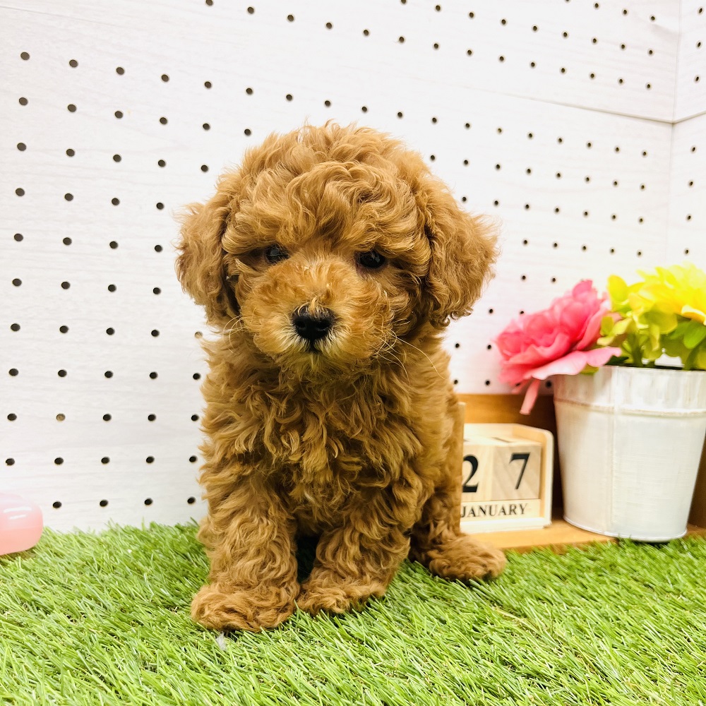 トイプードル女の子の写真