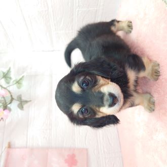 ミニチュアダックスの写真